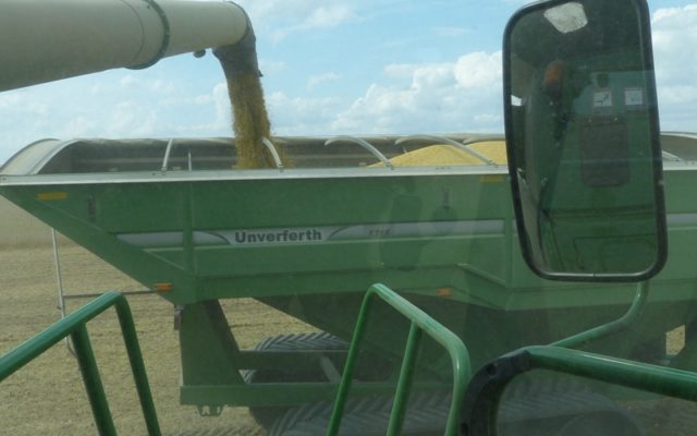 USDA Raises 2019 Corn, Soybean Yields in January Report