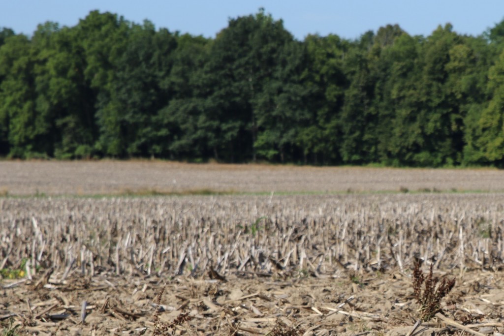 Unplanted field. Photo: Michigan Farm Bureau