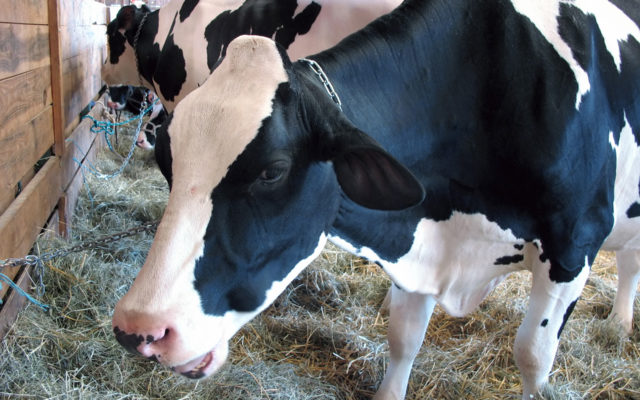 Michigan Milk Production, Dairy Herd Grows