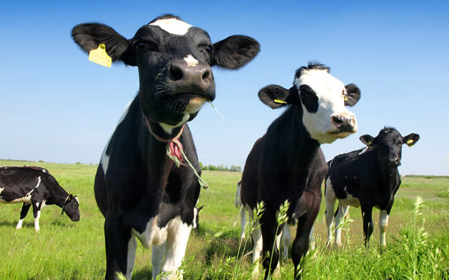 MMPA Optimistic with Dairy in 2020 Despite ‘Clouds in the Sky’