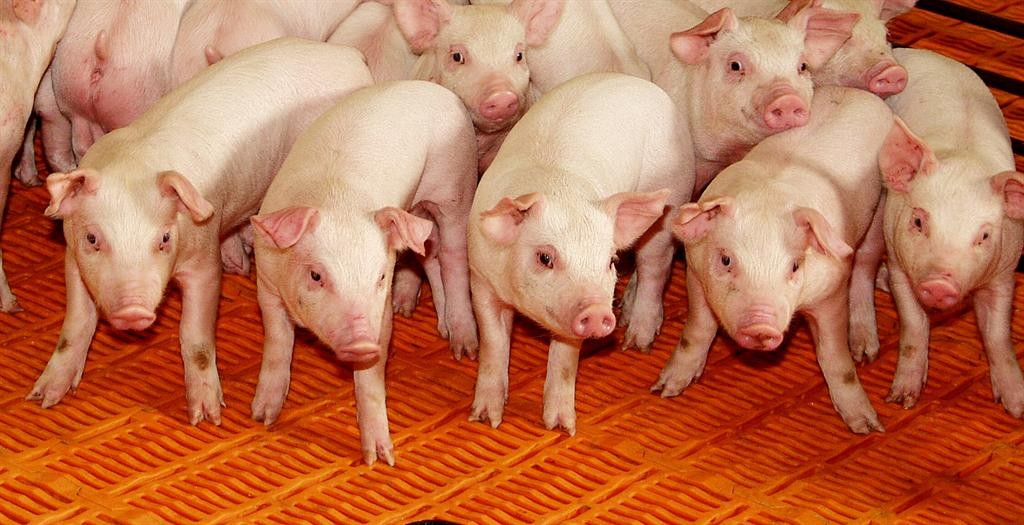 Pork Producers Concerned about Flow of Exports to Mexico-media-1