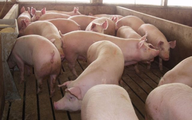 NPPC: Impossible Pork is “Impossible”