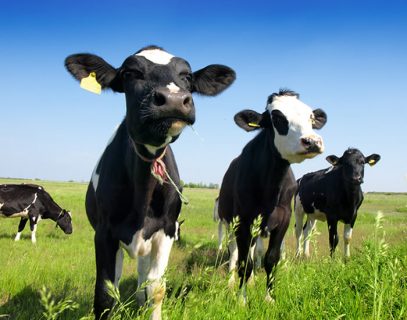 Agro-Entrepreneurs Adding New Energy To Dairy Industry