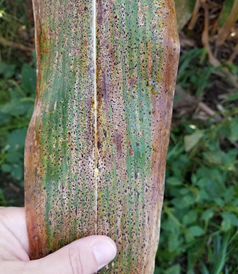 Developing a Plan To Manage Black Tar Spot This Winter