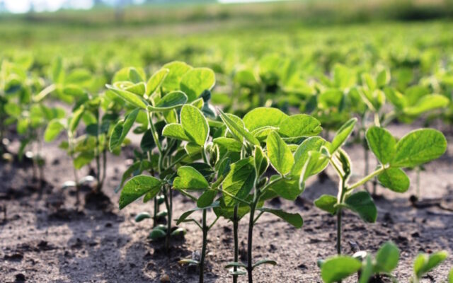 Soybean inoculation—will the added cost pay off?