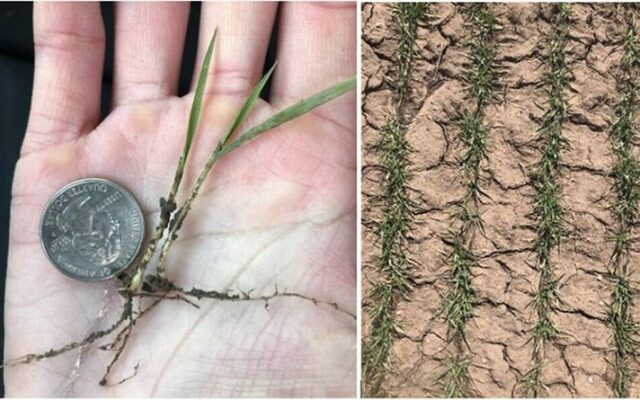 Evaluating wheat stands and spring management